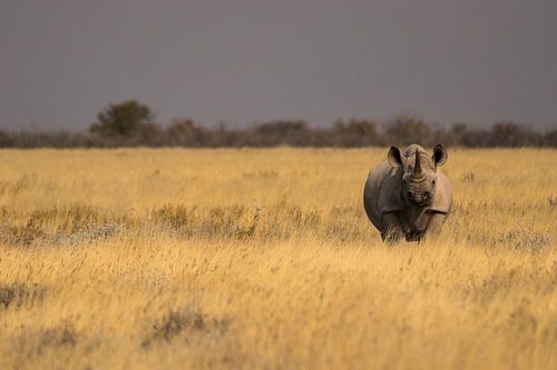 Witte neushoorn op de vlaktes van Etosha, Namibië.