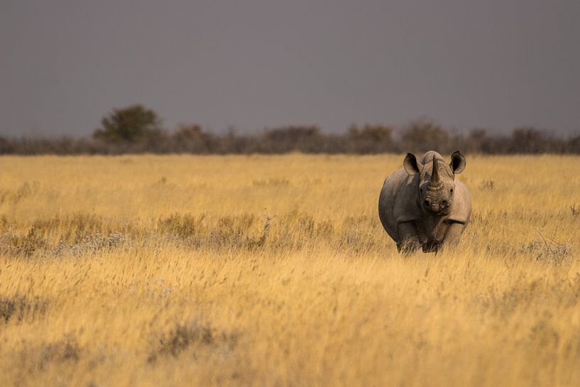 Witte neushoorn op de vlaktes van Etosha, Namibië. van Dennis Van Den Elzen