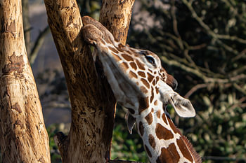 The long neck of a Giraffe