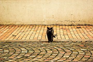Zwarte straatkat