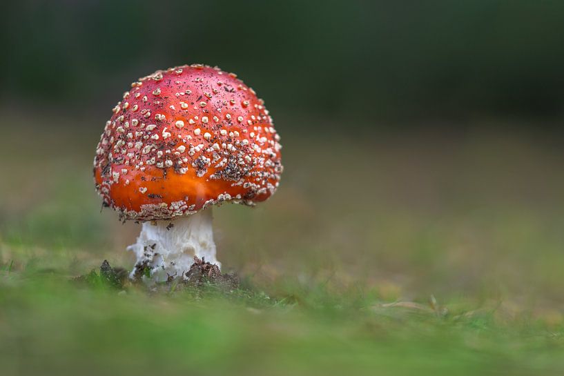 Vliegenzwam op de Tevenerheide in de herfst van John van de Gazelle fotografie