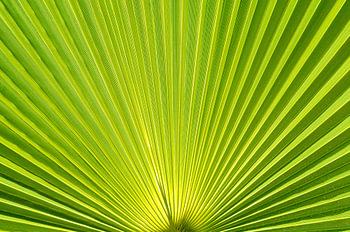 Green Palm Leaf Macro Abstract Texture Background