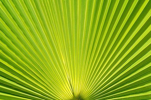 Groene palmbladeren – macro-abstracte textuurachtergrond