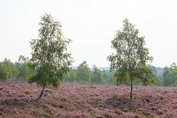 Heidelandschap met ochtendmist, Heiedebloesem, Niederhaverbeck, Lüneburger Heide-natuurpark, Nedersa