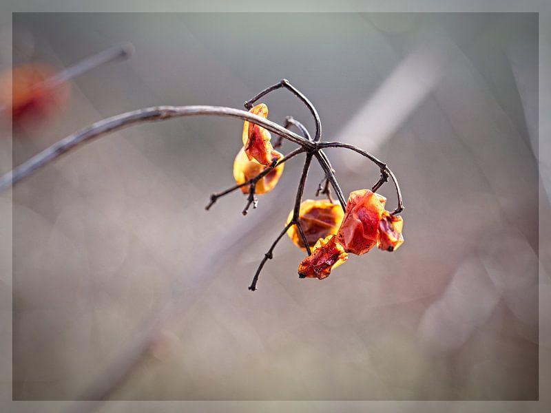 Getrocknete Beeren von Rob Boon