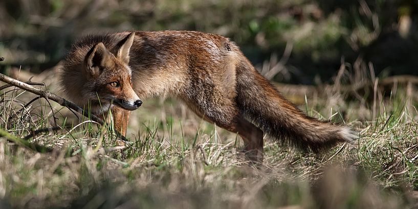 Fox by Loek Lobel