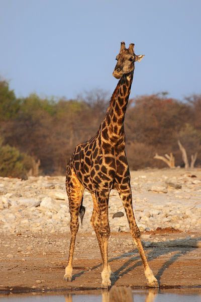 Giraffe bij de waterpoel van Dirk Rüter