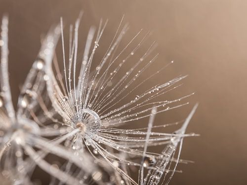 Beige en grijs: pluisje met waterdruppeltjes