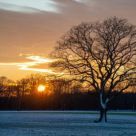 Sunset with silhouettes of bare trees on snowy field in winter, Holland by Jan Fritz