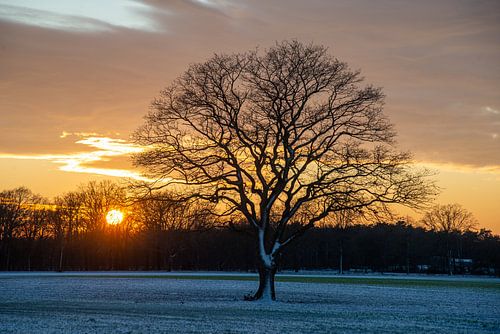 zonsondergang met silhouetten van kale bomen op besneeuwd veld in winter, Holland