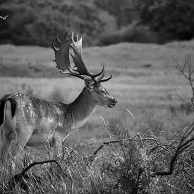 A male fallow deer in black and white by Dennis Schaefer