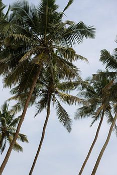 Palm trees Sri Lanka