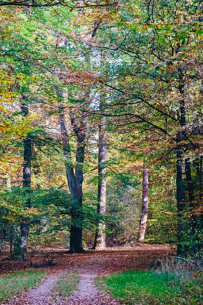 Herbst 2022 Twickelse Bos Delden (2:3) von Rob van der Pijll