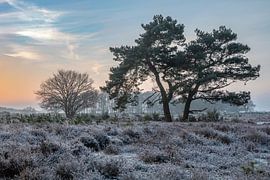 Cold heather morning