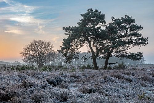 Koude heide ochtend