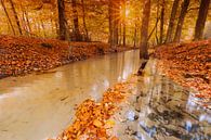 Herbst im Wald von Leuvenum von Rob Kints Miniaturansicht