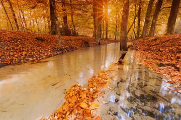 Herbst im Wald von Leuvenum von Rob Kints