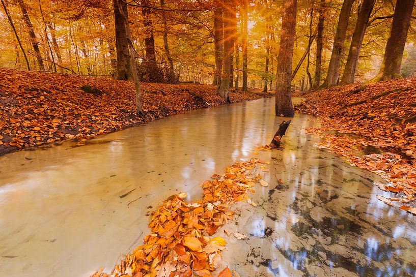 Herbst im Wald von Leuvenum von Rob Kints