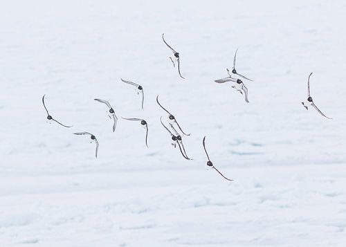 A flight of  Brünnichs Guillemots