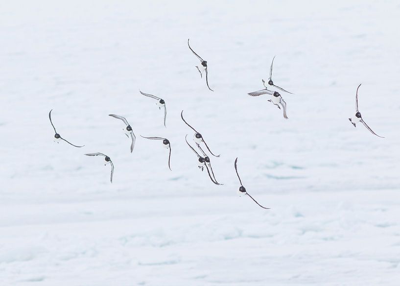A flight of  Brünnichs Guillemots by Lennart Verheuvel