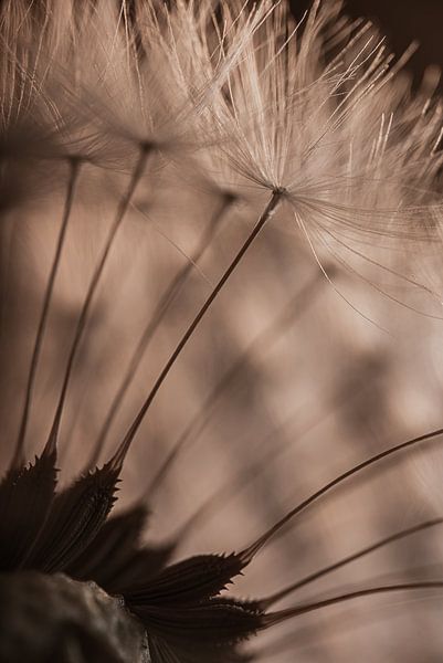 The fluff of a dandelion in the warm light by Marjolijn van den Berg