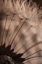 The fluff of a dandelion in the warm light by Marjolijn van den Berg thumbnail