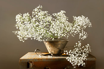 Stilleven met bloemen. Gipskruid. Snijbloemen. Taupe