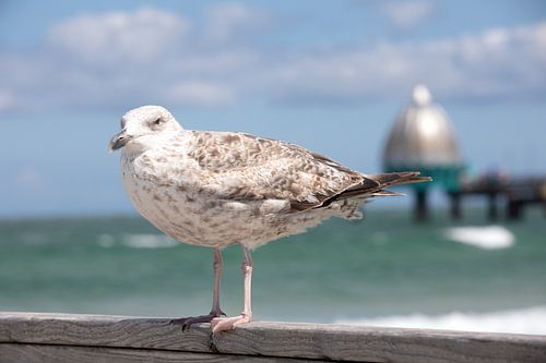 Mouette sur le vieux pont maritime à Zingst (Fischland / Darß)