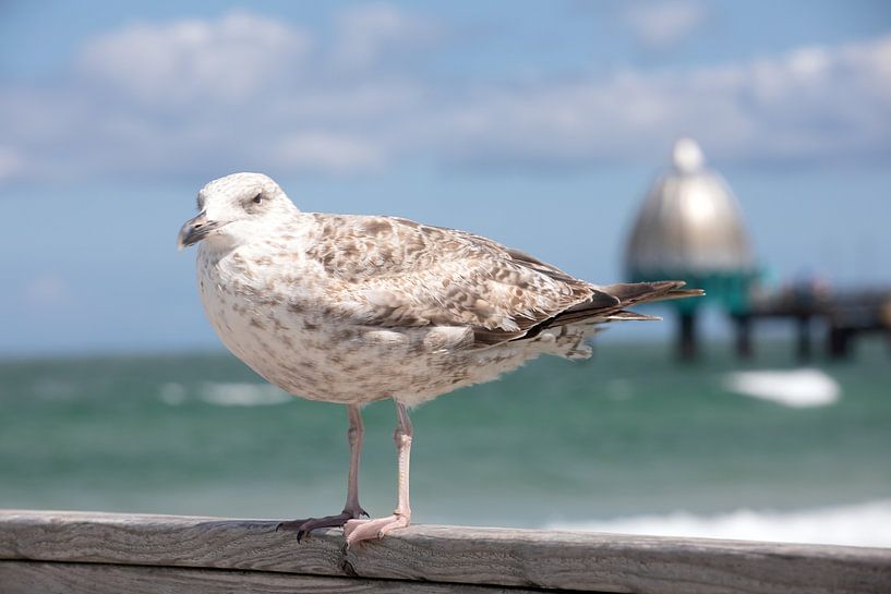 Seagull on the old pier in Zingst (Fischland / Darß) by t.ART