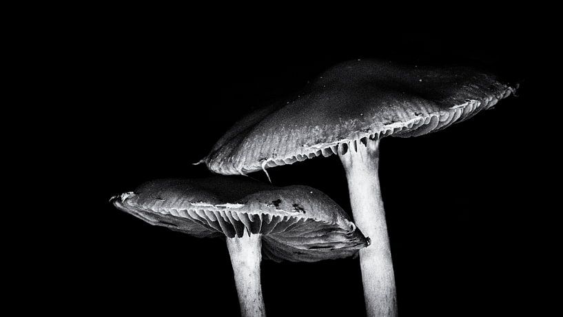 Mushrooms in film noir by Jan van der Knaap