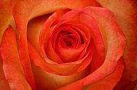 The Rose