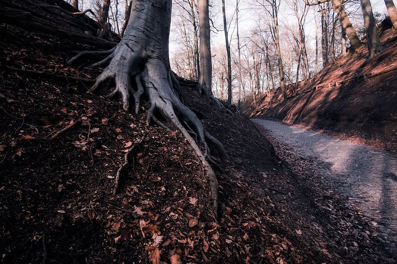 tree roots by Bert-Jan de Wagenaar