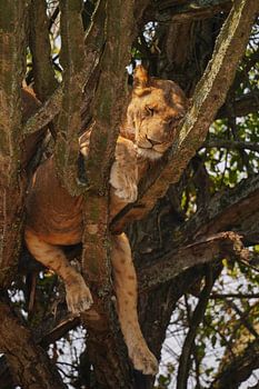Sleeping lion in a cactus
