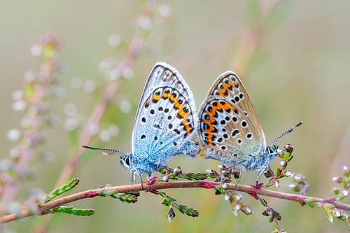 Mating moorland blues