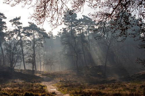 Brume d'automne sur la lande de Hoorneboeg (2)