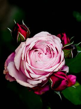 Une rose est une rose.... sur Miriam Meijer, en pleine campagne.....