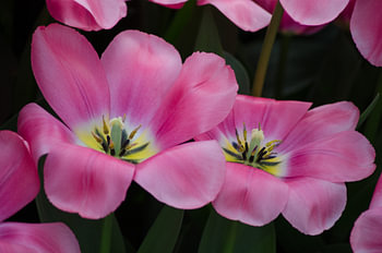 Niederländische Tulpen in Rosa / Niederländische Tulpen in Rosa