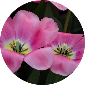 Hollandse tulpen in het roze / Dutch Tulips in pink van Joyce Derksen