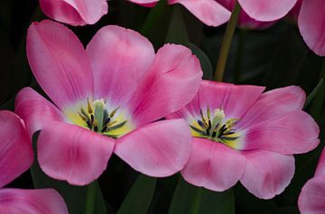 Hollandse tulpen in het roze / Dutch Tulips in pink van Joyce Derksen