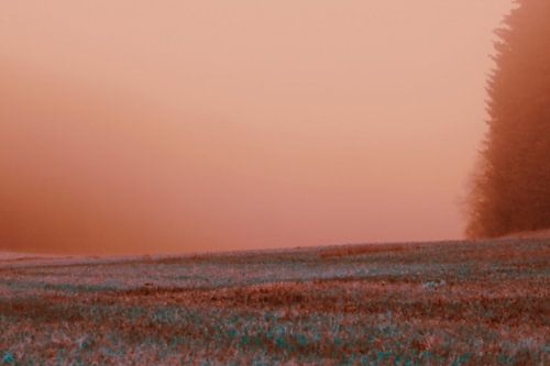 Een veld in de mist in de avond