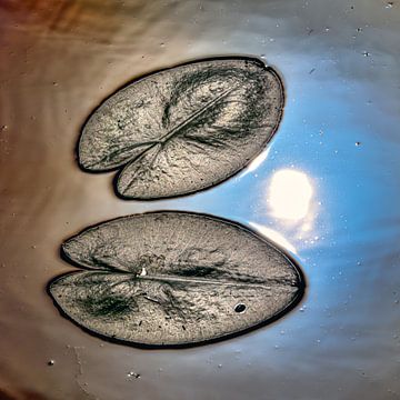 Twee leliebladeren op spiegelend water met de zon gereflecteerd van Harrie Muis