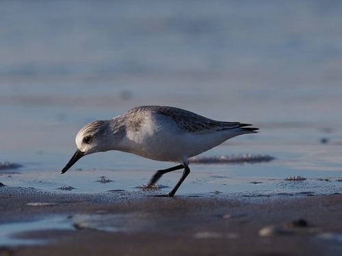Pas le long de la ligne de marée