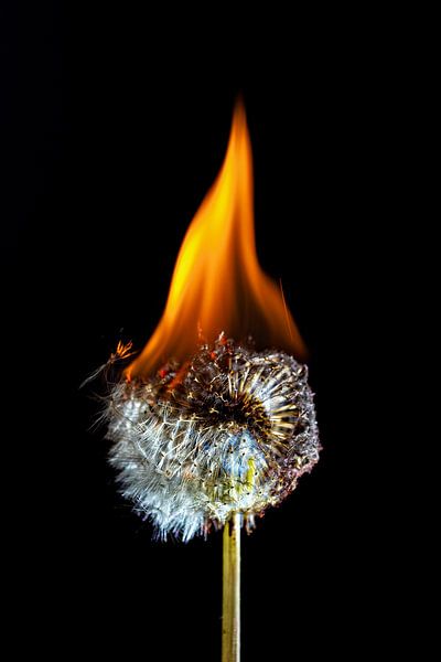 Dandelion in flames by Roland Brack
