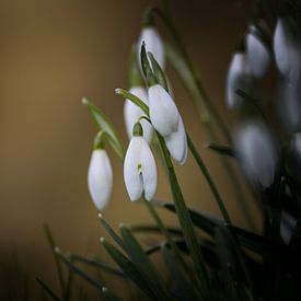 Sneeuwklokje van Hein Rozema