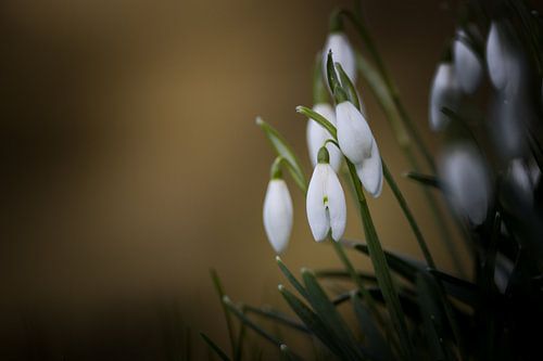 Sneeuwklokje van Hein Rozema