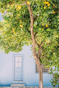 Blaues Haus und Zitronenbaum von Patrycja Polechonska