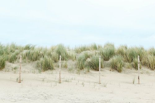 Dunes silencieuses à Kijkduin