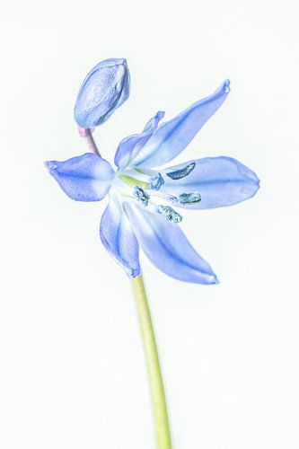 Oosterse sterhyacint