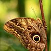 Bruine vlinder sur Rene Mensen