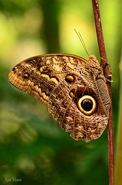 Bruine vlinder by Rene Mensen